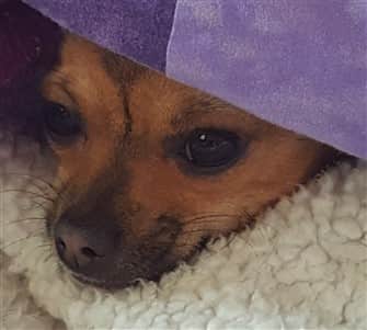 small-chihuahua-poking-head-out